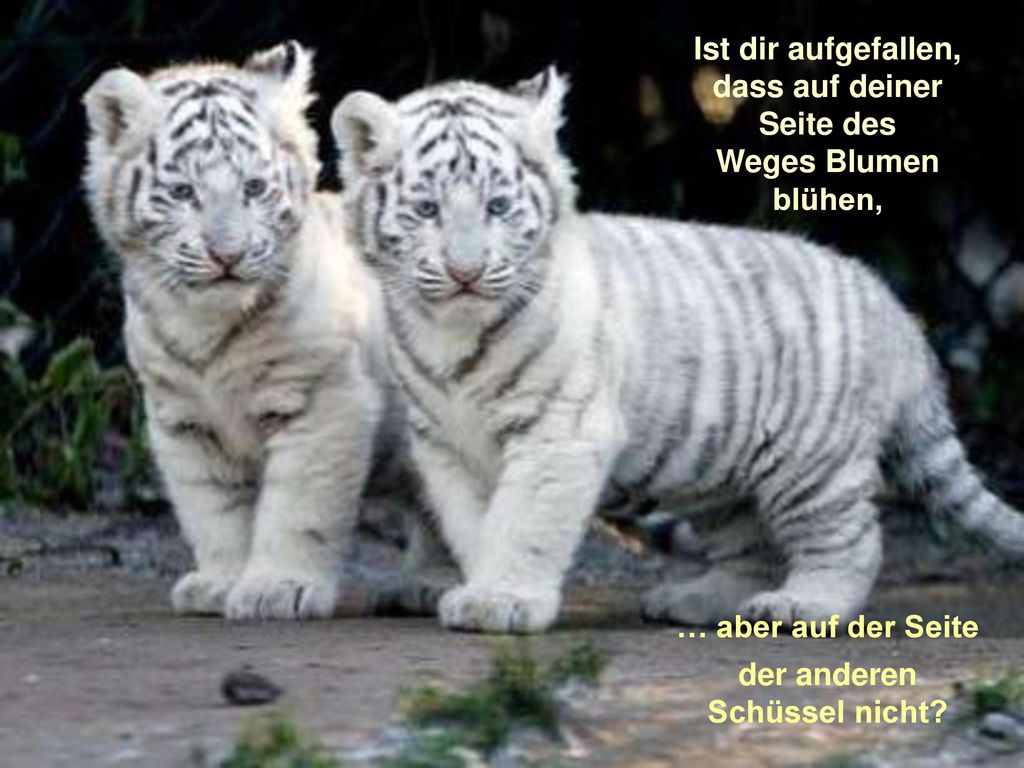 Ist dir aufgefallen, dass auf deiner Seite des Weges Blumen blühen,