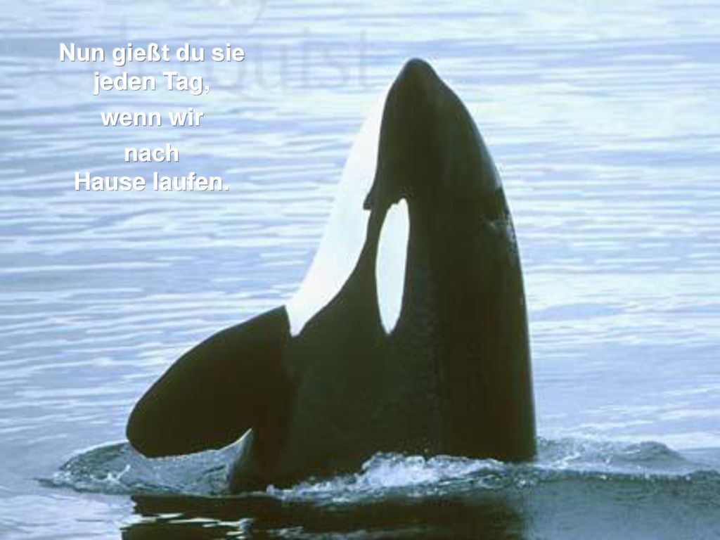 Nun gießt du sie jeden Tag,