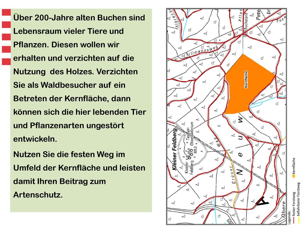 Über 200-Jahre alten Buchen sind Lebensraum vieler Tiere und Pflanzen