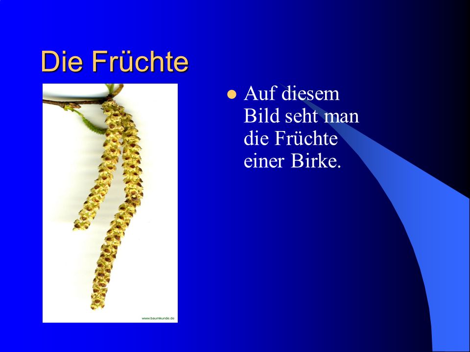 Die Früchte Auf diesem Bild seht man die Früchte einer Birke.