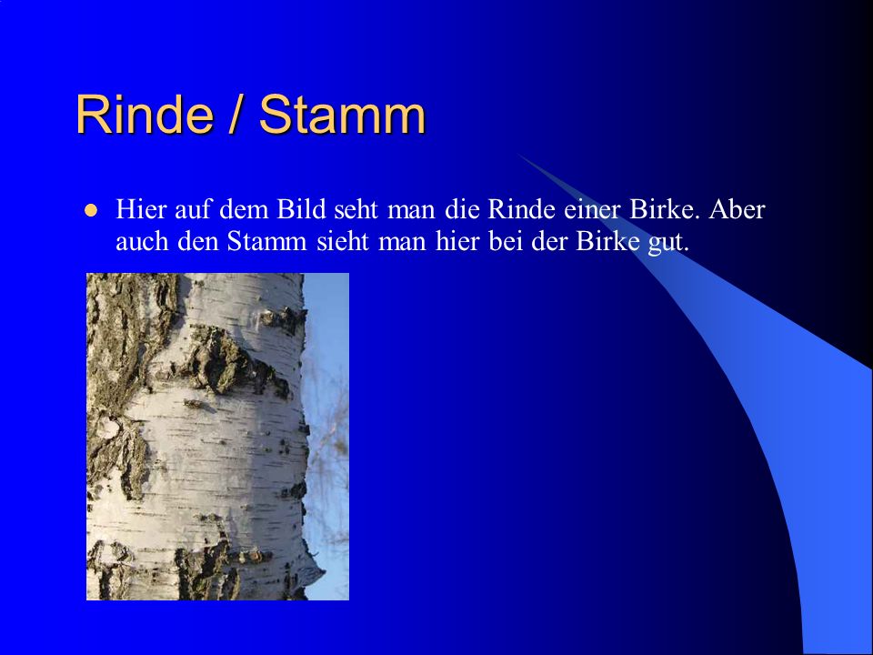 Rinde / Stamm Hier auf dem Bild seht man die Rinde einer Birke.