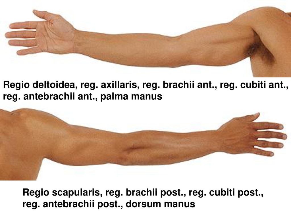 Regio deltoidea, reg. axillaris, reg. brachii ant., reg. cubiti ant.,