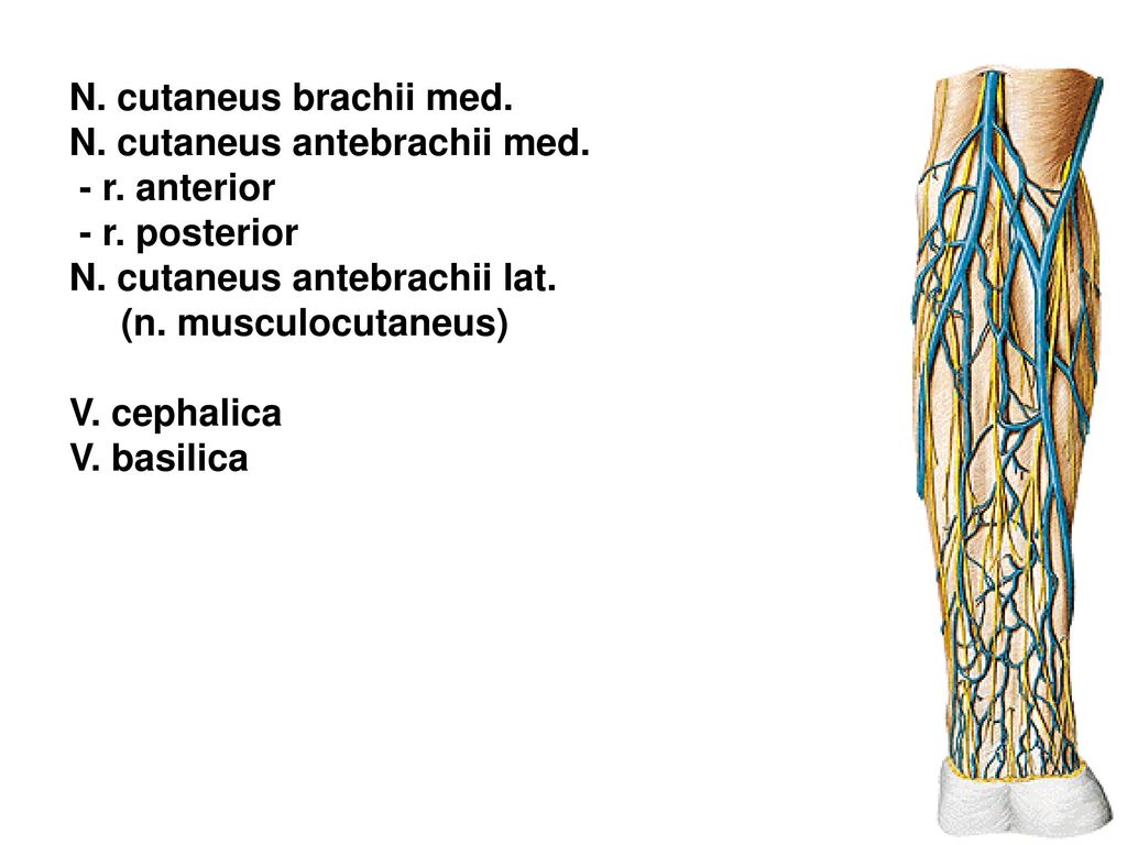 N. cutaneus brachii med. N. cutaneus antebrachii med. - r. anterior. - r. posterior. N. cutaneus antebrachii lat.