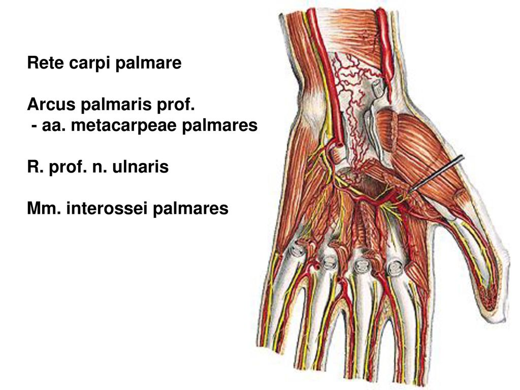 Rete carpi palmare Arcus palmaris prof. - aa. metacarpeae palmares.