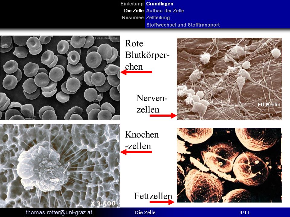 Rote Blutkörper-chen Nerven-zellen Knochen-zellen Fettzellen