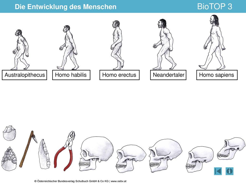 Die Entwicklung des Menschen - ppt herunterladen