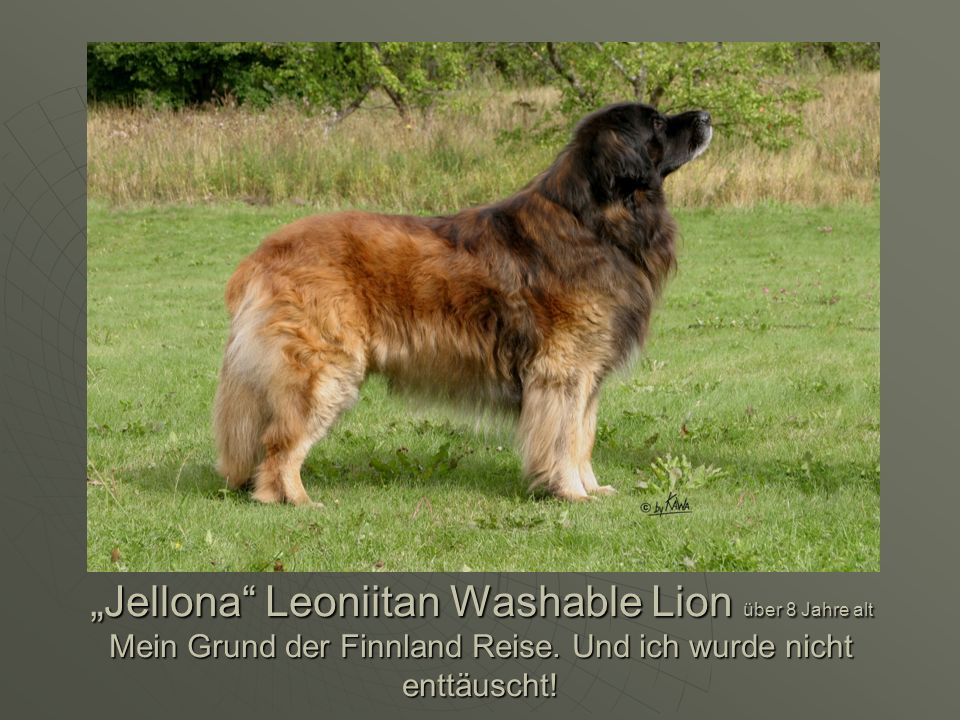 „Jellona Leoniitan Washable Lion über 8 Jahre alt Mein Grund der Finnland Reise.