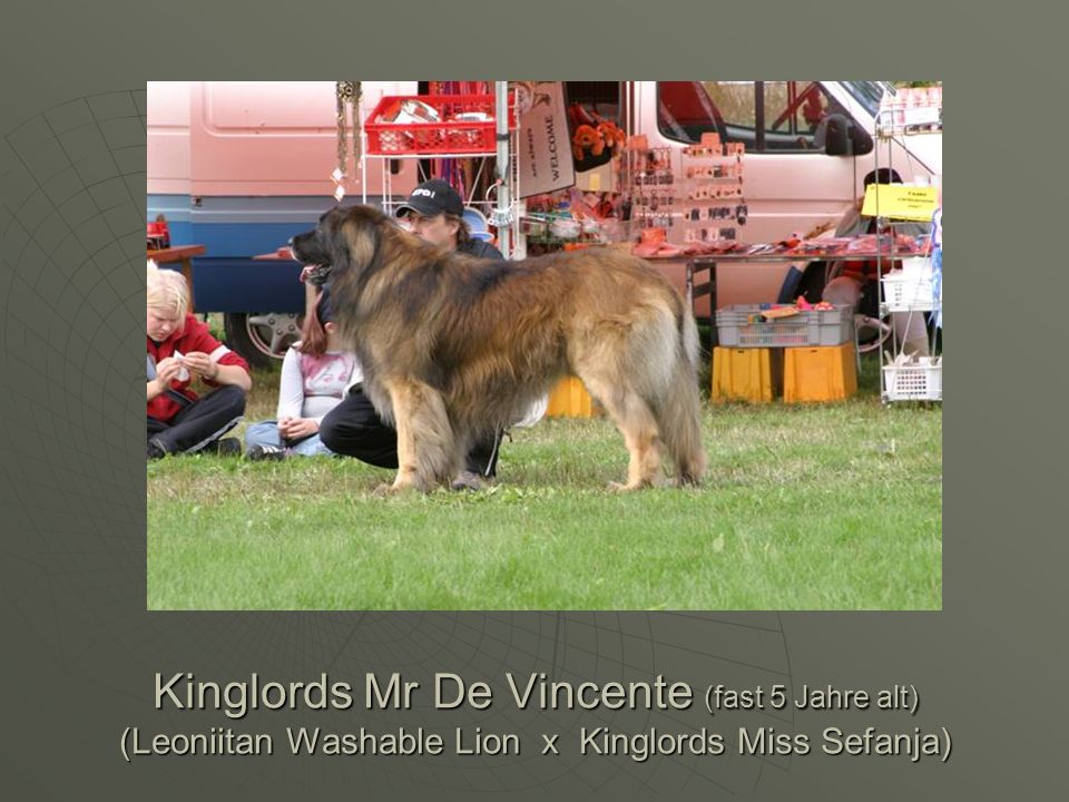 Kinglords Mr De Vincente (fast 5 Jahre alt) (Leoniitan Washable Lion x Kinglords Miss Sefanja)