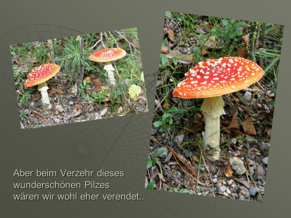 Aber beim Verzehr dieses wunderschönen Pilzes wären wir wohl eher verendet..