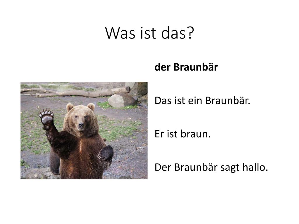 Was ist das der Braunbär Das ist ein Braunbär. Er ist braun. Der Braunbär sagt hallo.