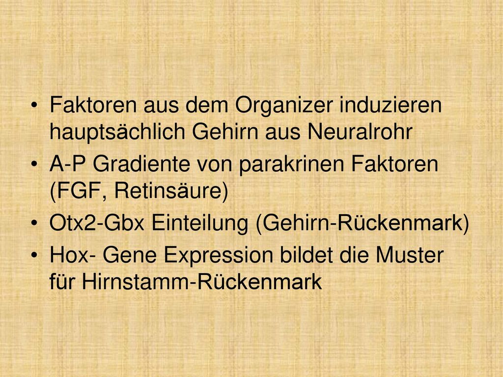 Faktoren aus dem Organizer induzieren hauptsächlich Gehirn aus Neuralrohr