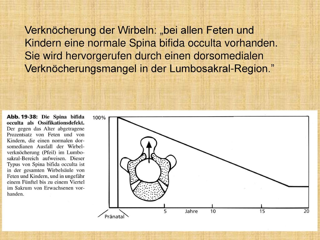 Verknöcherung der Wirbeln: „bei allen Feten und Kindern eine normale Spina bifida occulta vorhanden. Sie wird hervorgerufen durch einen dorsomedialen Verknöcherungsmangel in der Lumbosakral-Region.