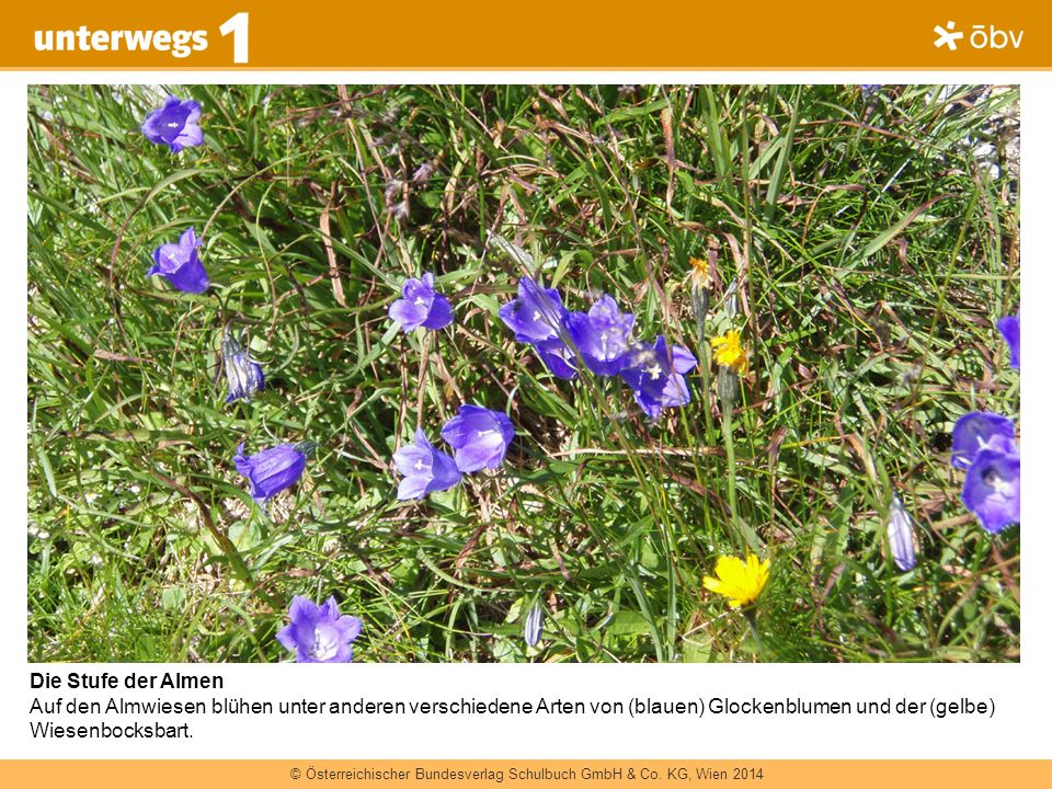 Die Stufe der Almen Auf den Almwiesen blühen unter anderen verschiedene Arten von (blauen) Glockenblumen und der (gelbe) Wiesenbocksbart.