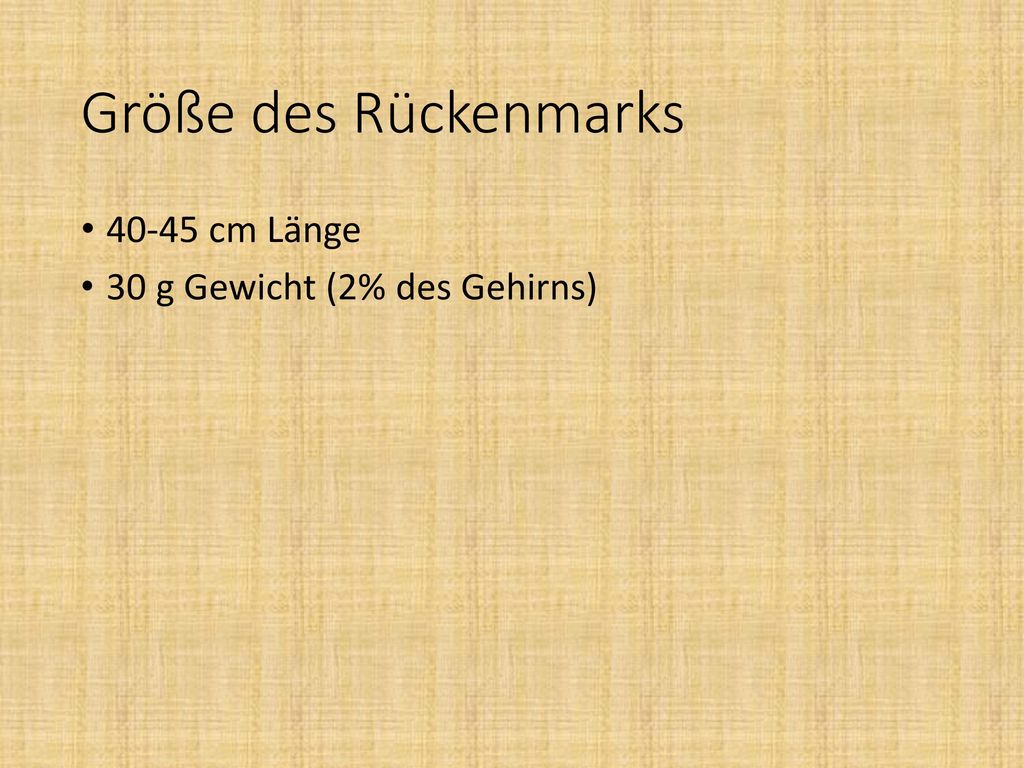 Größe des Rückenmarks cm Länge 30 g Gewicht (2% des Gehirns)