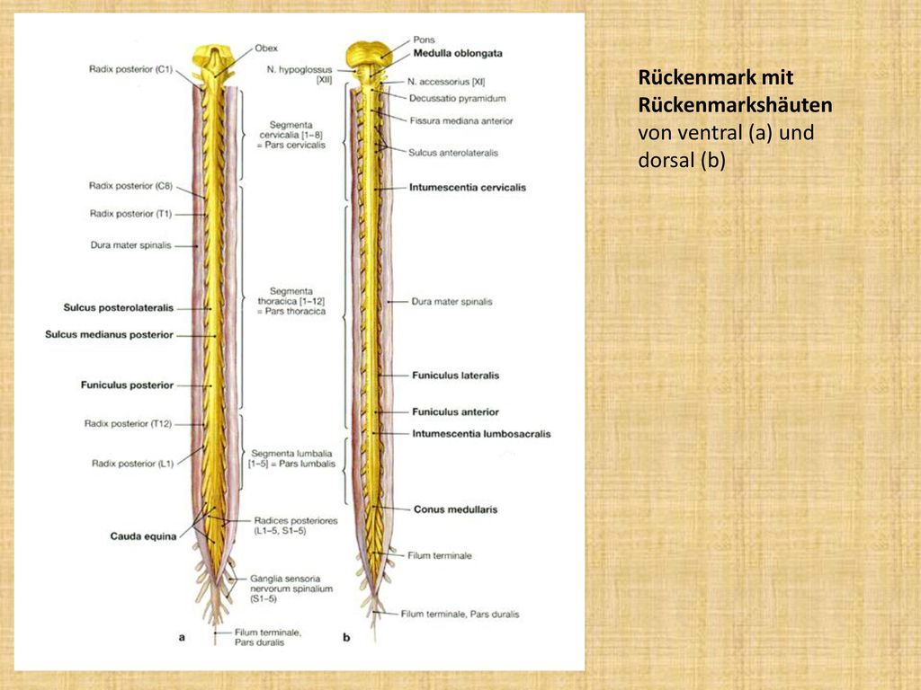 Rückenmark mit Rückenmarkshäuten von ventral (a) und dorsal (b)