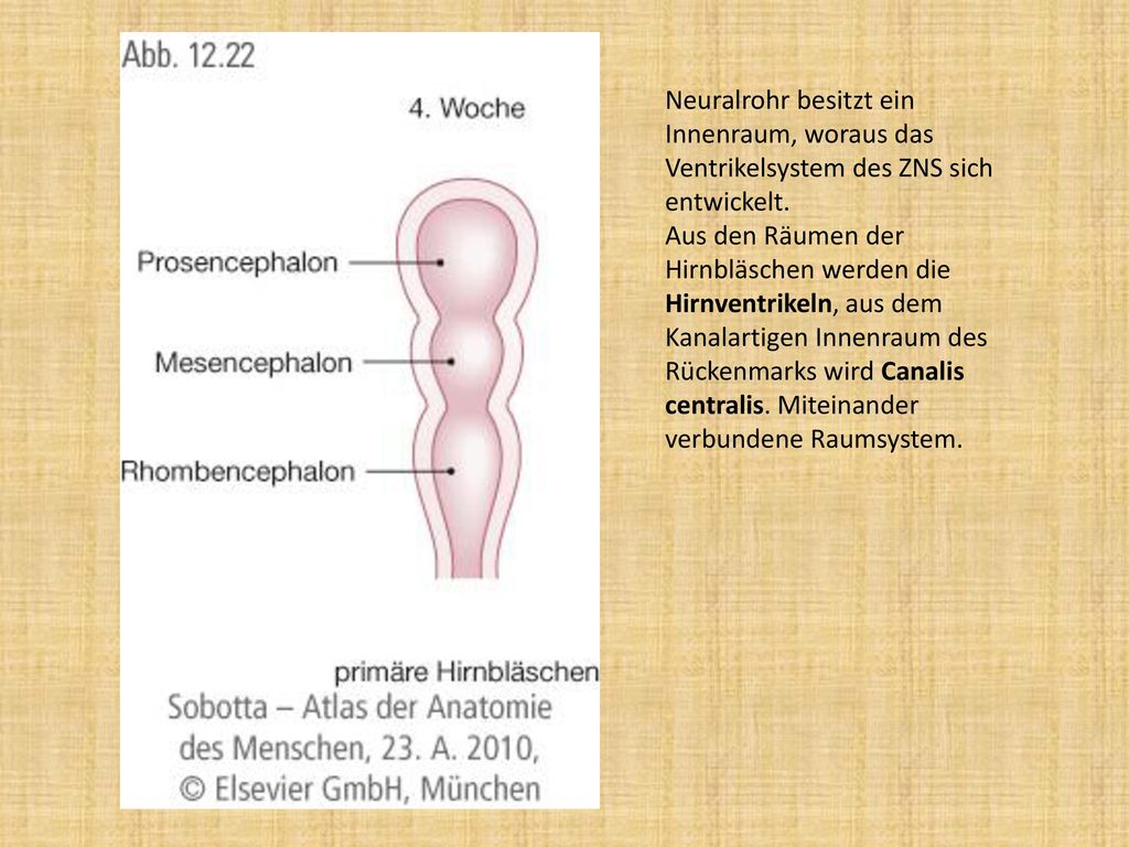Neuralrohr besitzt ein Innenraum, woraus das Ventrikelsystem des ZNS sich entwickelt.