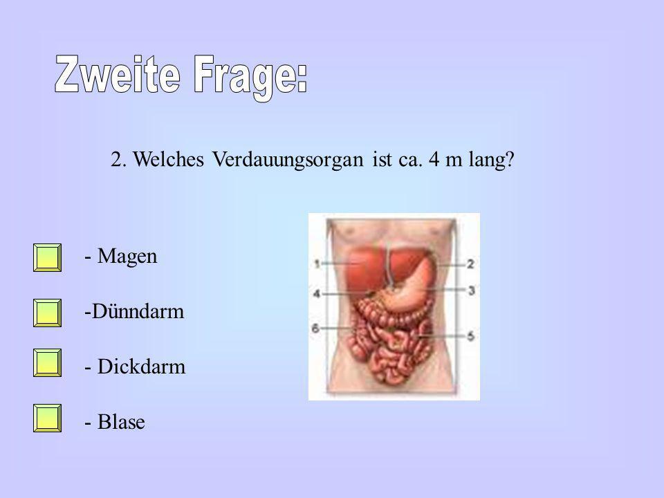 Zweite Frage: 2. Welches Verdauungsorgan ist ca. 4 m lang Magen
