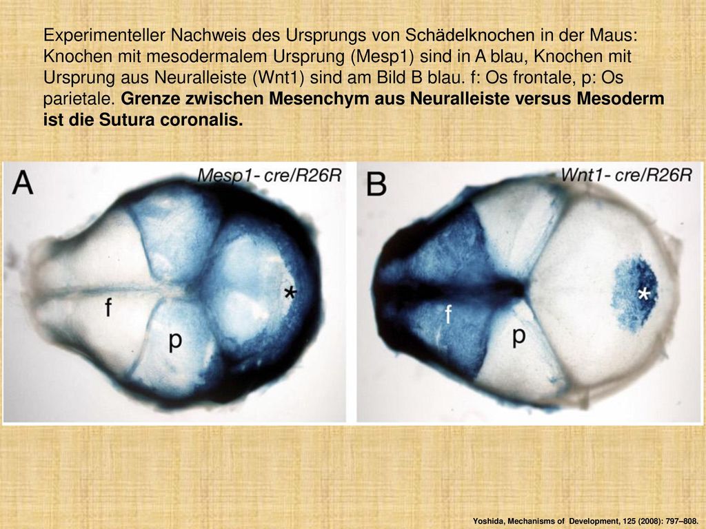 Experimenteller Nachweis des Ursprungs von Schädelknochen in der Maus: Knochen mit mesodermalem Ursprung (Mesp1) sind in A blau, Knochen mit Ursprung aus Neuralleiste (Wnt1) sind am Bild B blau. f: Os frontale, p: Os parietale. Grenze zwischen Mesenchym aus Neuralleiste versus Mesoderm ist die Sutura coronalis.