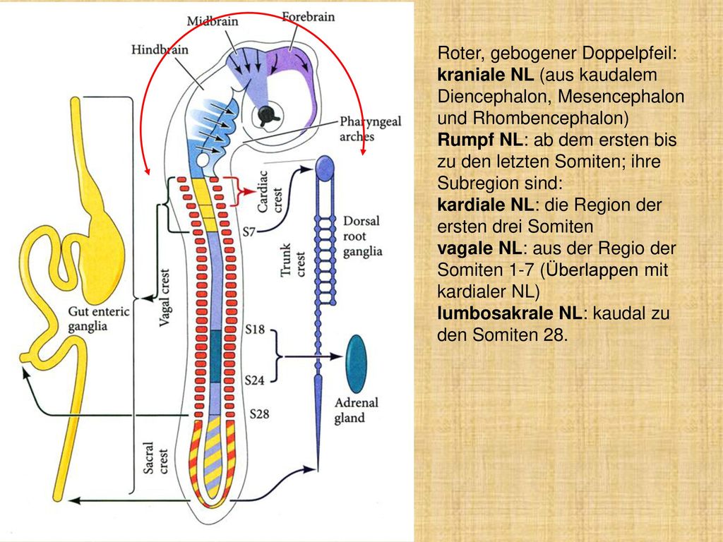 Roter, gebogener Doppelpfeil: kraniale NL (aus kaudalem Diencephalon, Mesencephalon und Rhombencephalon)