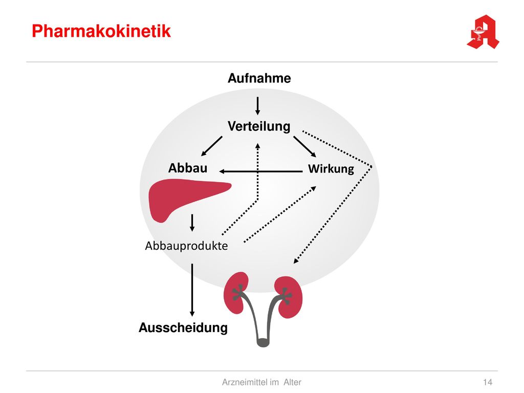 Pharmakokinetik Abbau Aufnahme Verteilung Wirkung Abbauprodukte