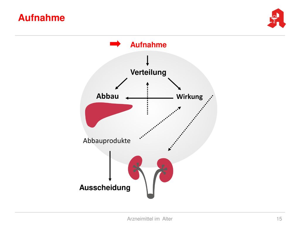 Aufnahme Abbau Aufnahme Verteilung Wirkung Abbauprodukte Ausscheidung