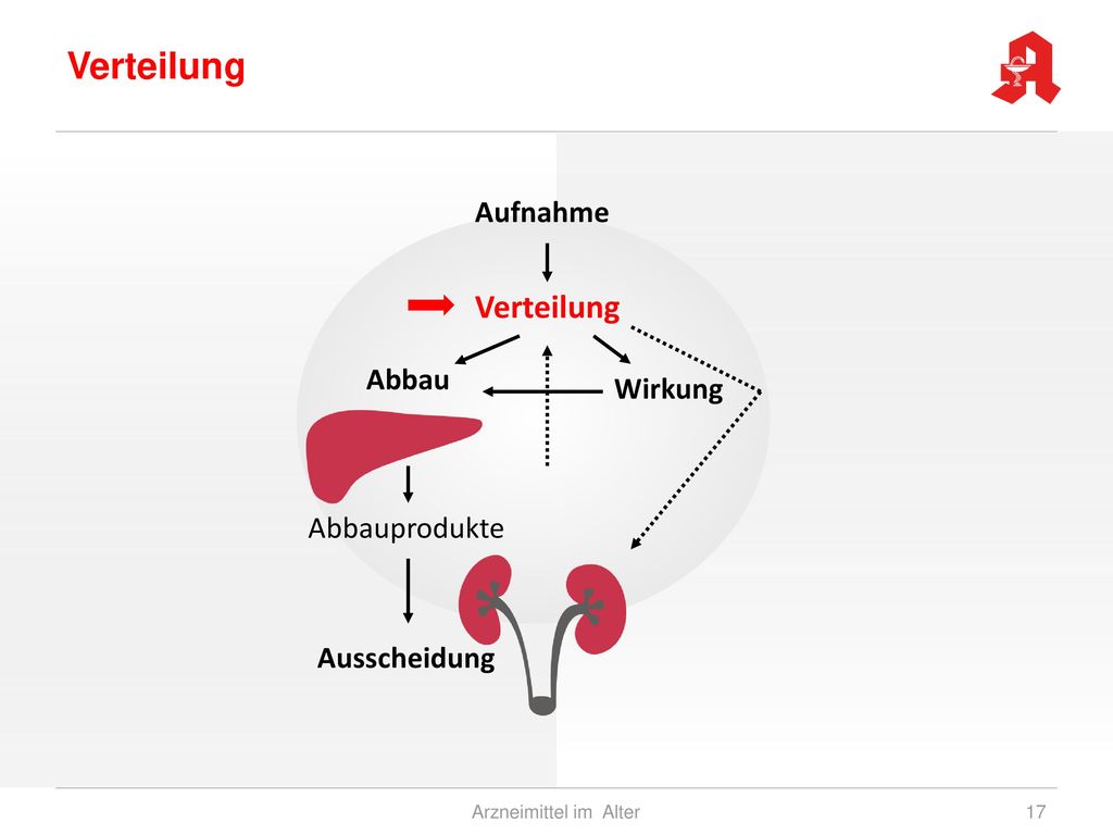 Verteilung Verteilung Aufnahme Abbau Wirkung Abbauprodukte