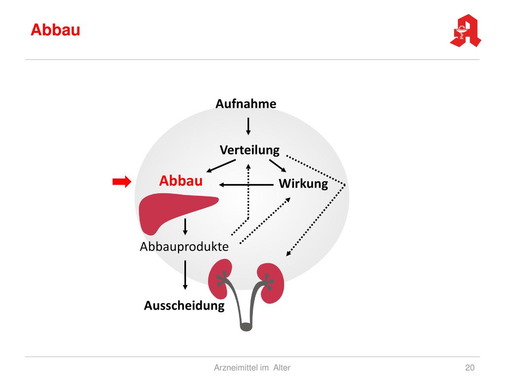 Abbau Abbau Aufnahme Verteilung Wirkung Abbauprodukte Ausscheidung