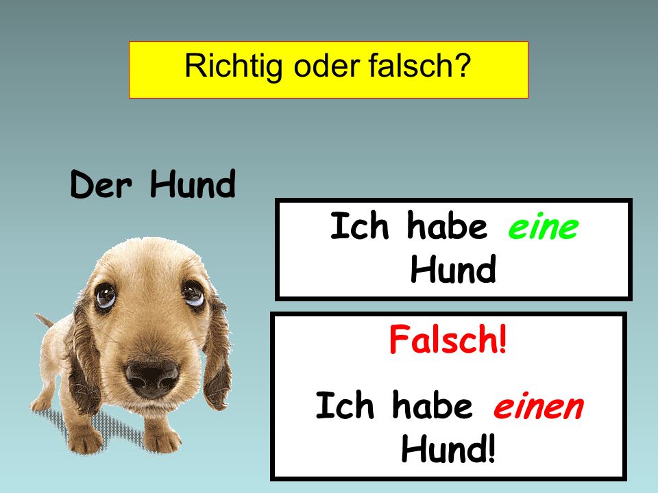 Der Hund Ich habe eine Hund Falsch! Ich habe einen Hund!