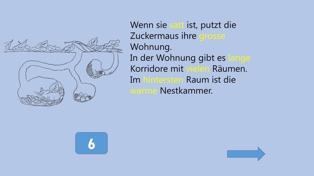 6 Wenn sie satt ist, putzt die Zuckermaus ihre grosse Wohnung.