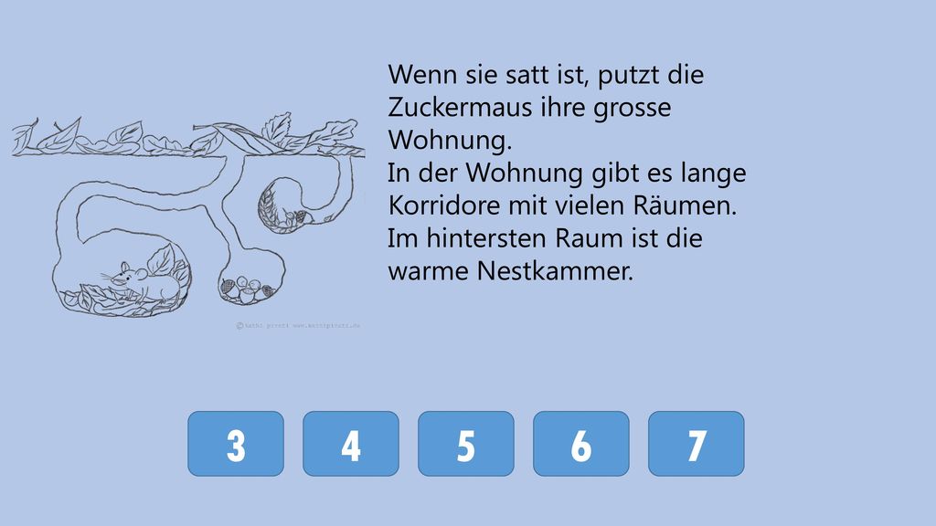 Wenn sie satt ist, putzt die Zuckermaus ihre grosse Wohnung.