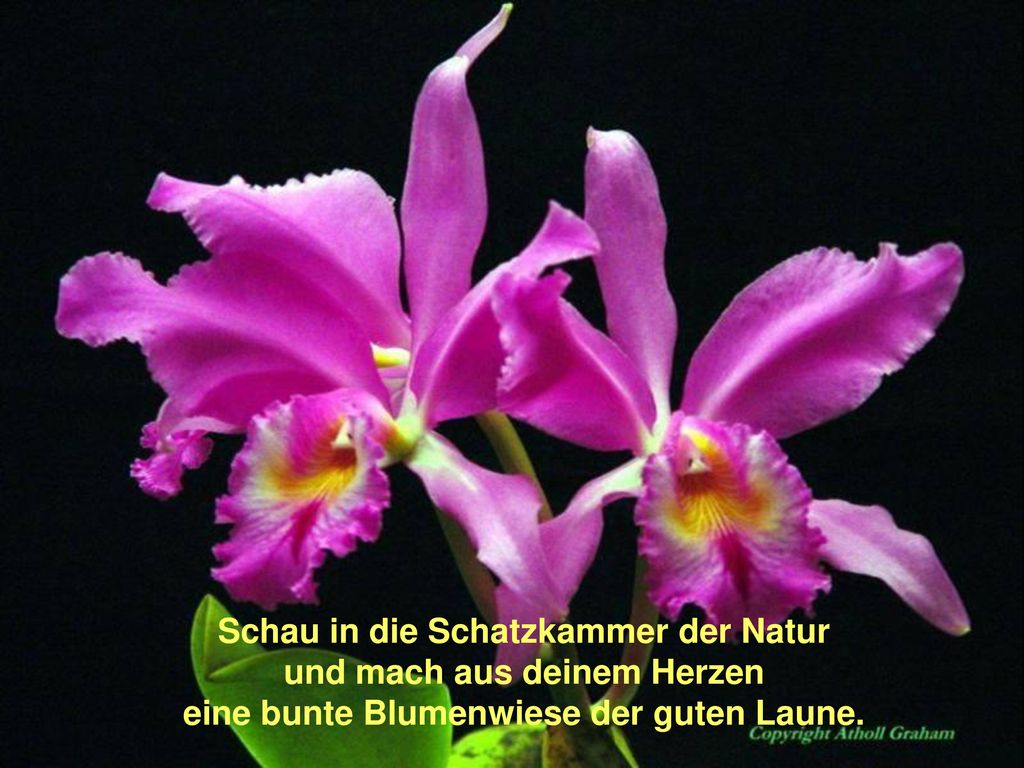 Schau in die Schatzkammer der Natur und mach aus deinem Herzen