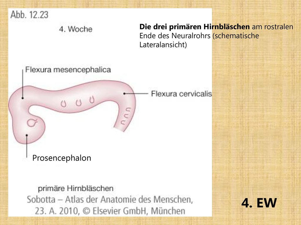 Prosencephalon Primäre Hirnbläschen am rostralen Ende des Neuralrohrs. (schematische Seitensicht)
