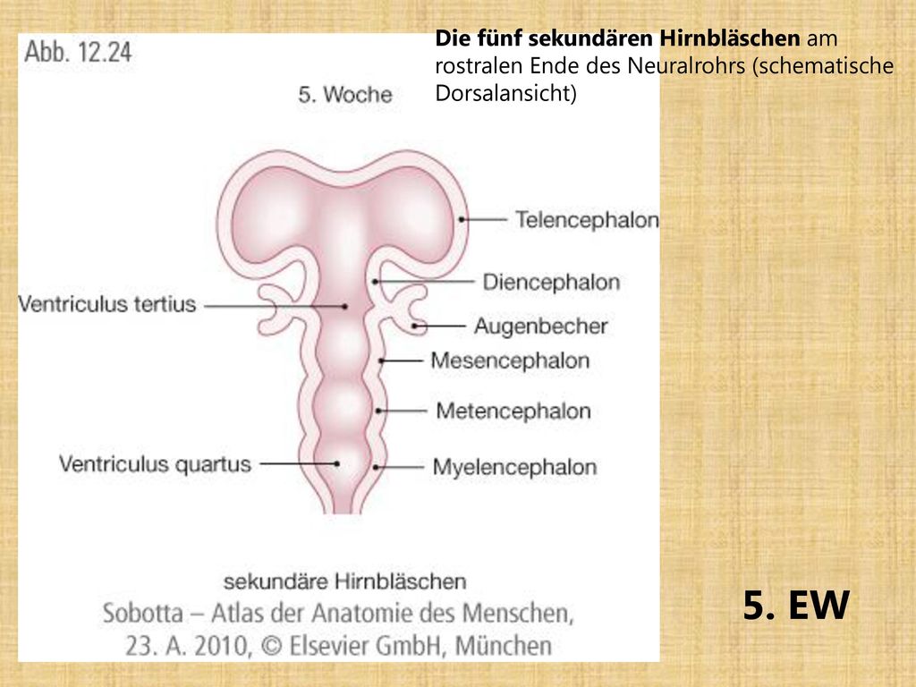 Die fünf sekundären Hirnbläschen am rostralen Ende des Neuralrohrs (schematische Dorsalansicht)