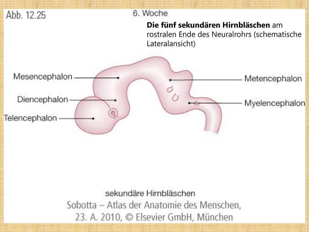 Die fünf sekundären Hirnbläschen am rostralen Ende des Neuralrohrs (schematische Lateralansicht)