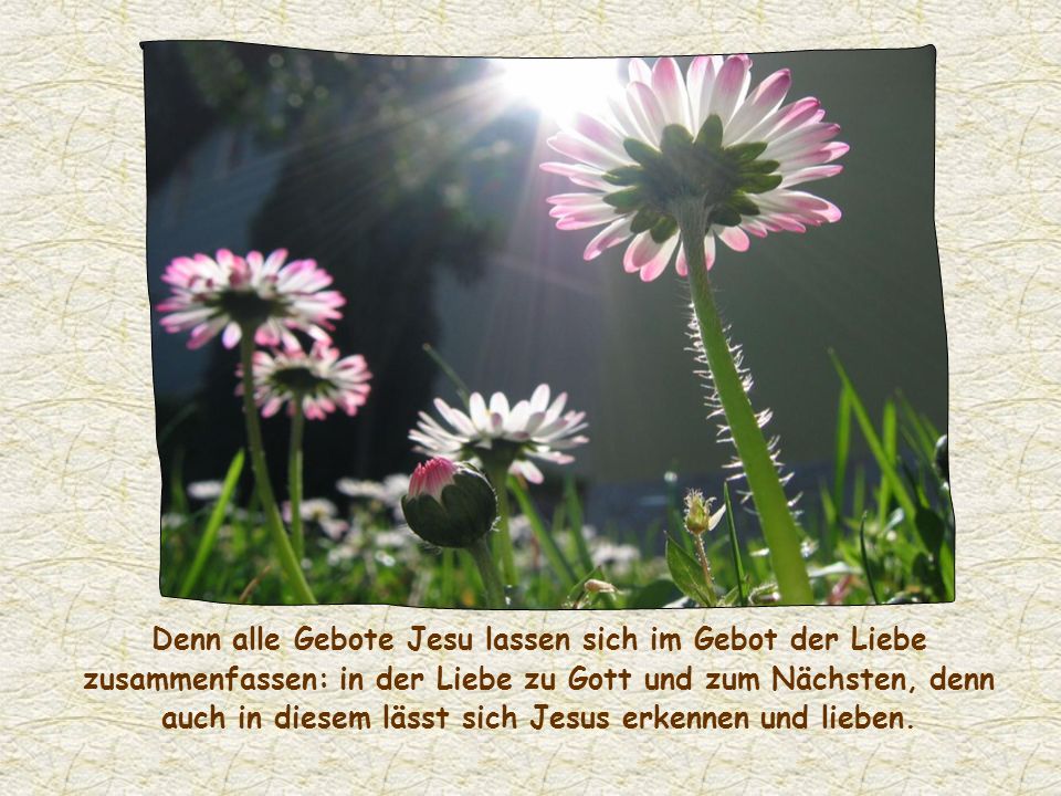 Denn alle Gebote Jesu lassen sich im Gebot der Liebe zusammenfassen: in der Liebe zu Gott und zum Nächsten, denn auch in diesem lässt sich Jesus erkennen und lieben.