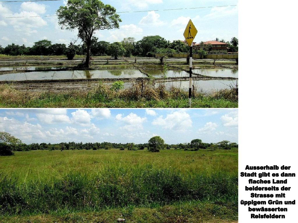 Ausserhalb der Stadt gibt es dann. flaches Land. beiderseits der. Strasse mit. üppigem Grün und.