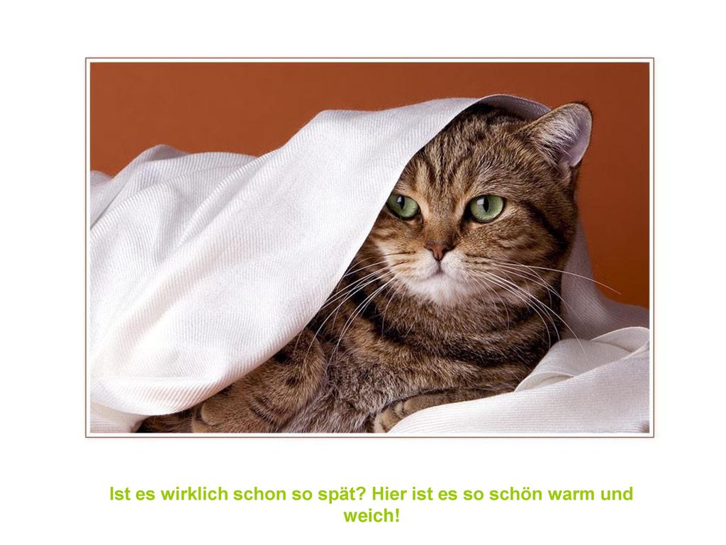 Hallo Du, kleiner Faulpelz, Zeit zum Aufstehen! ppt herunterladen