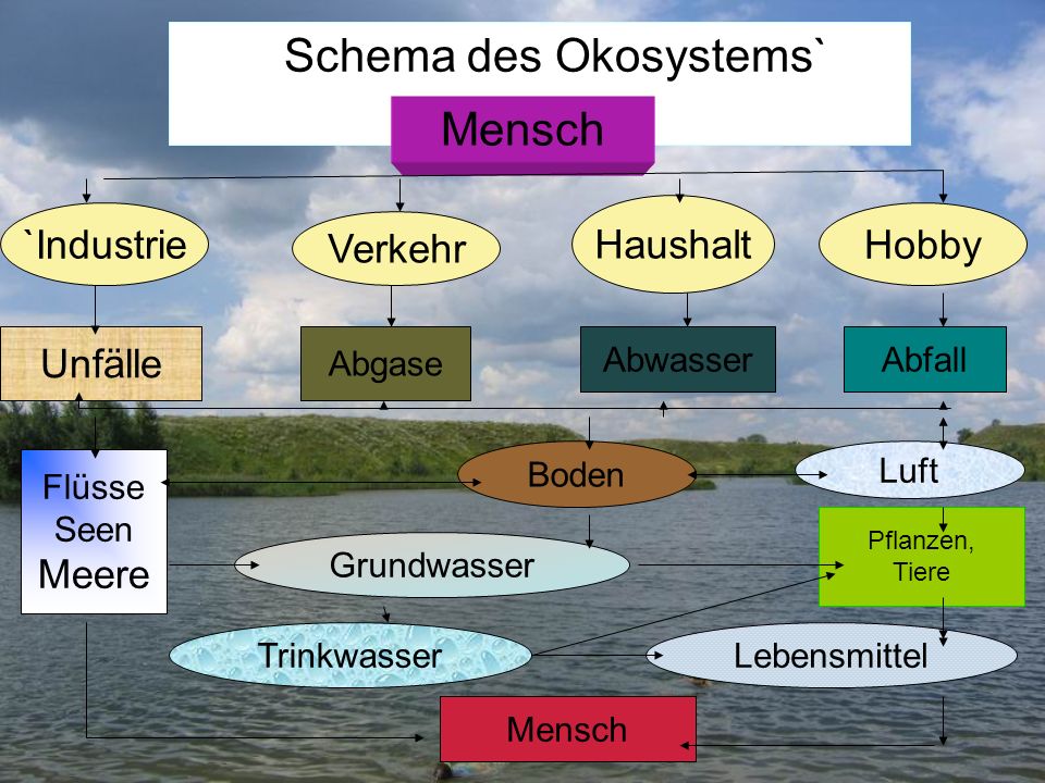Schema des Okosystems`