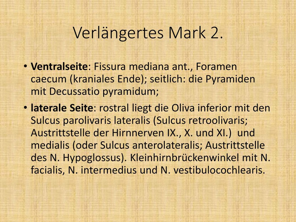 Verlängertes Mark 2. Ventralseite: Fissura mediana ant., Foramen caecum (kraniales Ende); seitlich: die Pyramiden mit Decussatio pyramidum;