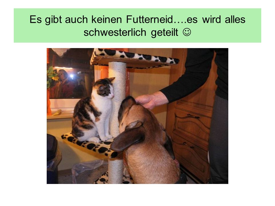 Es gibt auch keinen Futterneid….es wird alles schwesterlich geteilt 