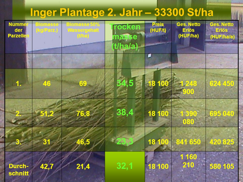 Inger Plantage 2. Jahr – St/ha