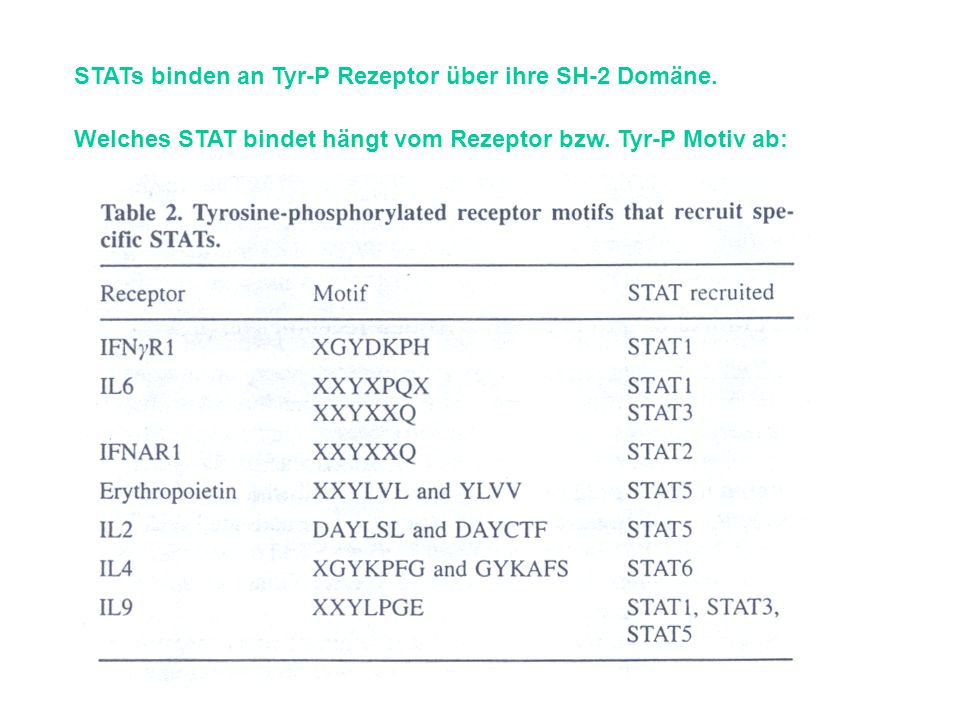 STATs binden an Tyr-P Rezeptor über ihre SH-2 Domäne.