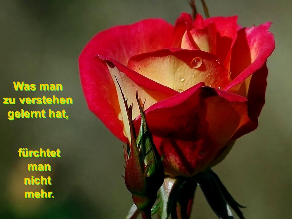 Was man zu verstehen gelernt hat, fürchtet man nicht mehr.