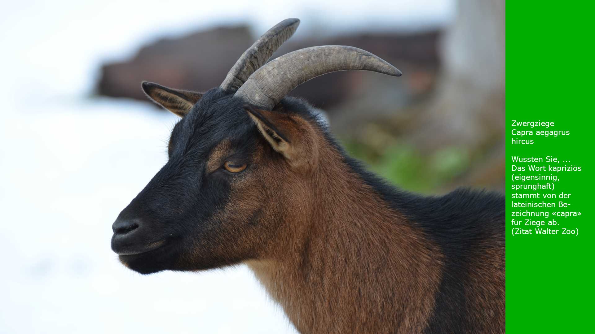 Zwergziege Capra aegagrus hircus. Wussten Sie, ...