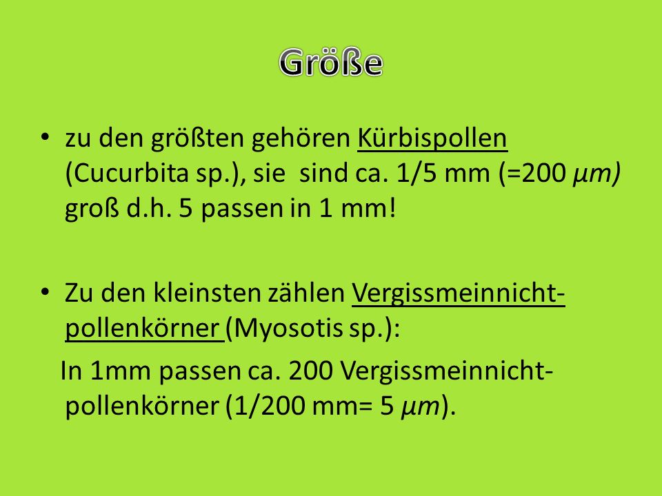 Größe zu den größten gehören Kürbispollen (Cucurbita sp.), sie sind ca. 1/5 mm (=200 µm) groß d.h. 5 passen in 1 mm!