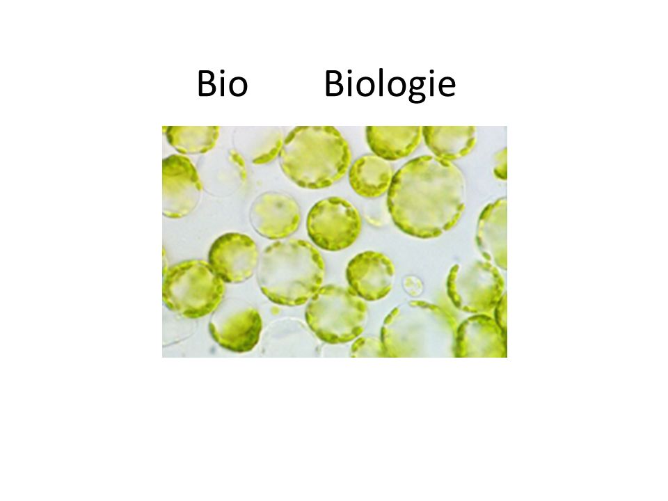 Bio Biologie