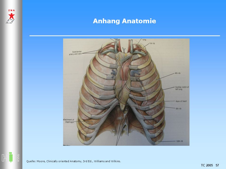Anhang Anatomie Quelle: Moore, Clinically oriented Anatomy, 3rd Ed., Williams and Wilkins.
