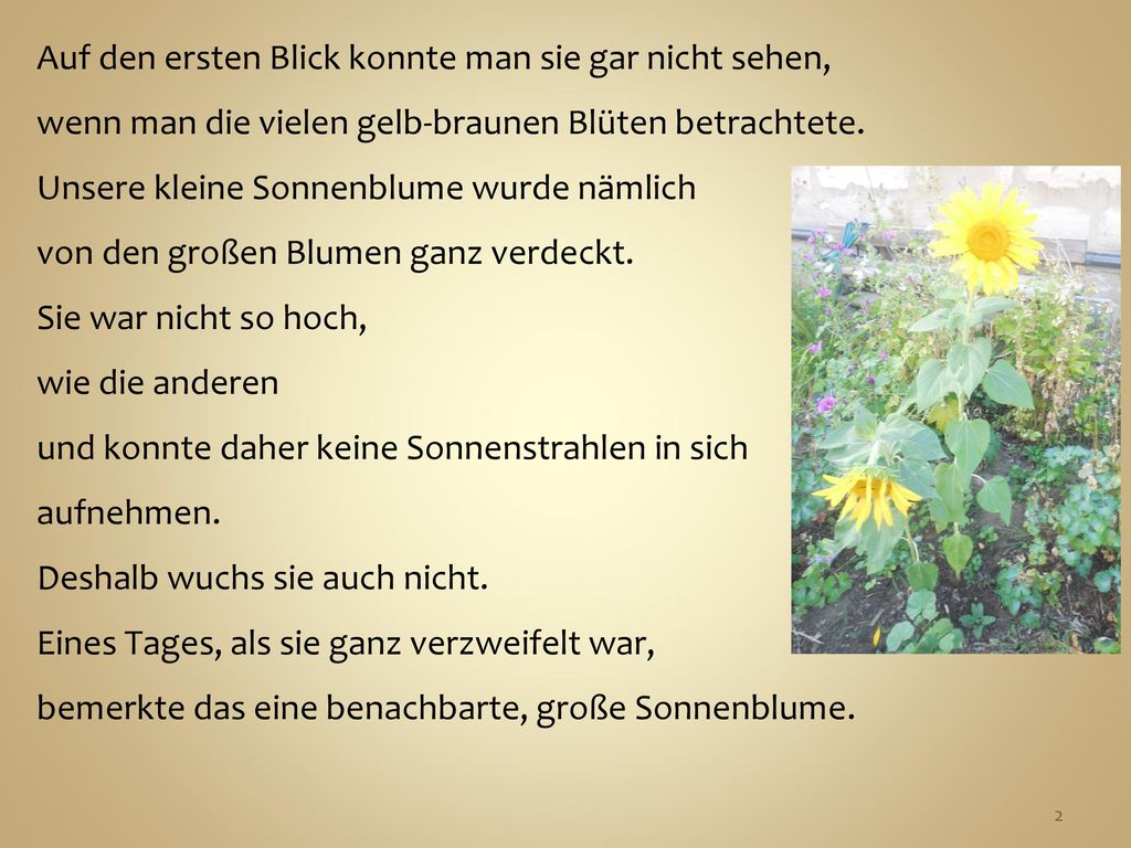 Auf den ersten Blick konnte man sie gar nicht sehen, wenn man die vielen gelb-braunen Blüten betrachtete.