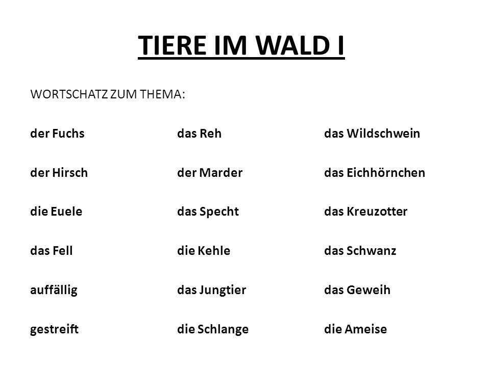 TIERE IM WALD I