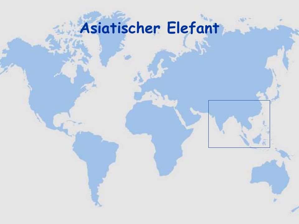 Asiatischer Elefant